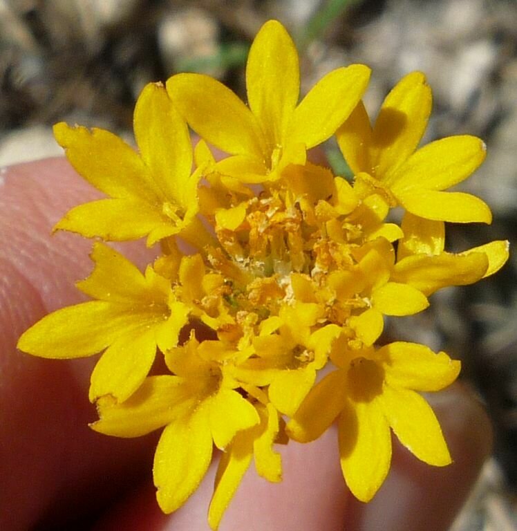High Resolution Chaenactis glabriuscula Flower